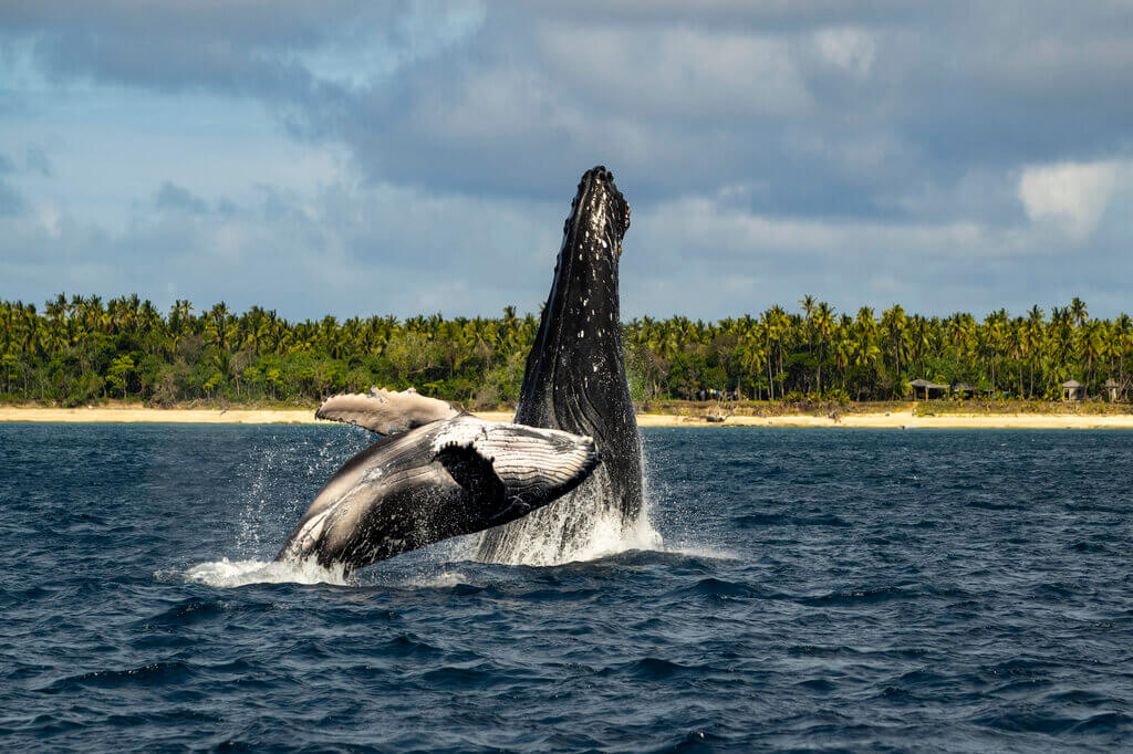 swimming with whales in Tonga