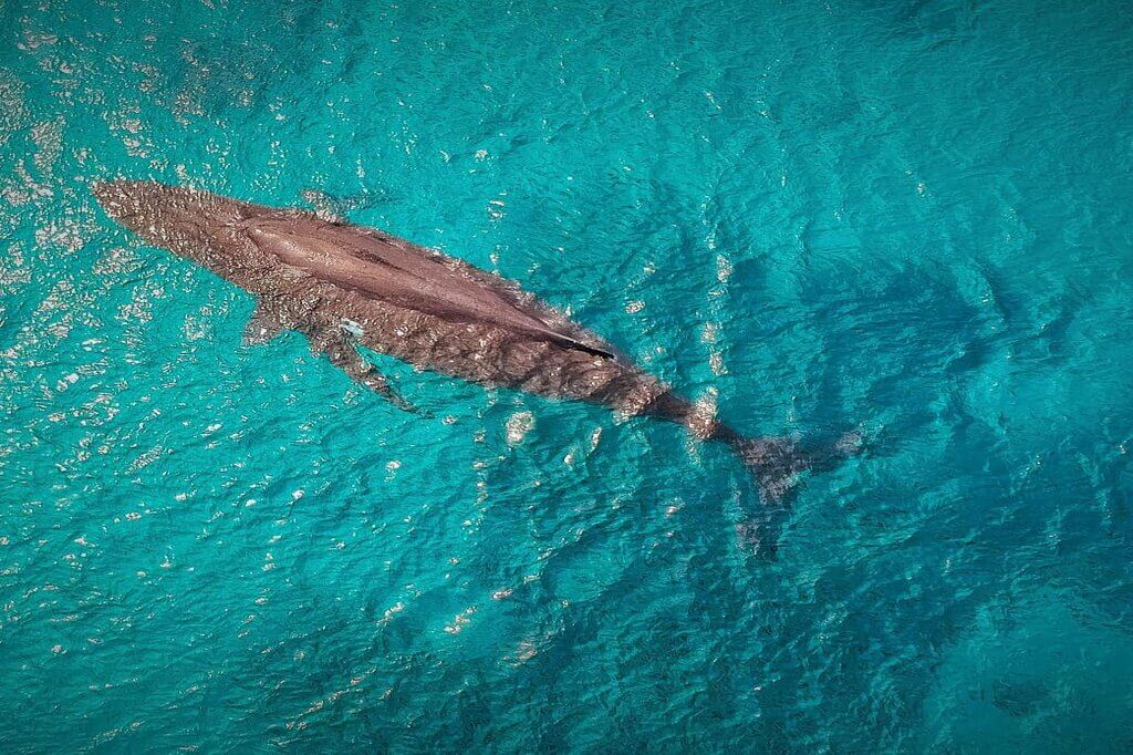 whale swimming among the deep blue sea in Tonga